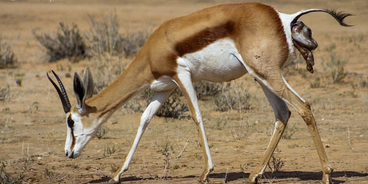 Springbok Birth in the Kalahari