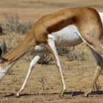 Springbok Birth in the Kalahari
