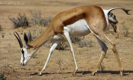 Springbok Birth in the Kalahari