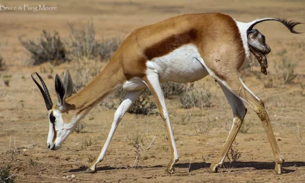Springbok Birth in the Kalahari