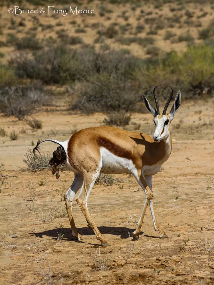 Kgalagadi springbok giving birth