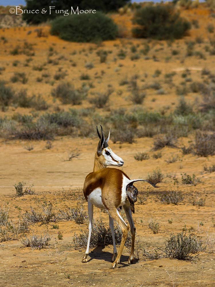Kgalagadi springbok giving birth