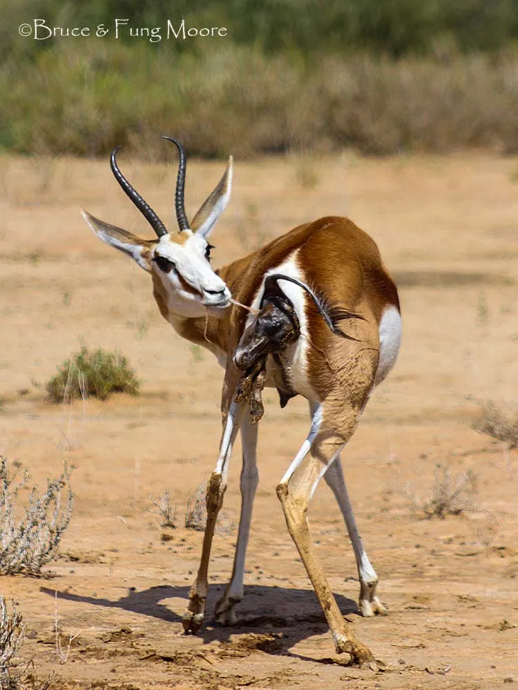 Kgalagadi springbok giving birth