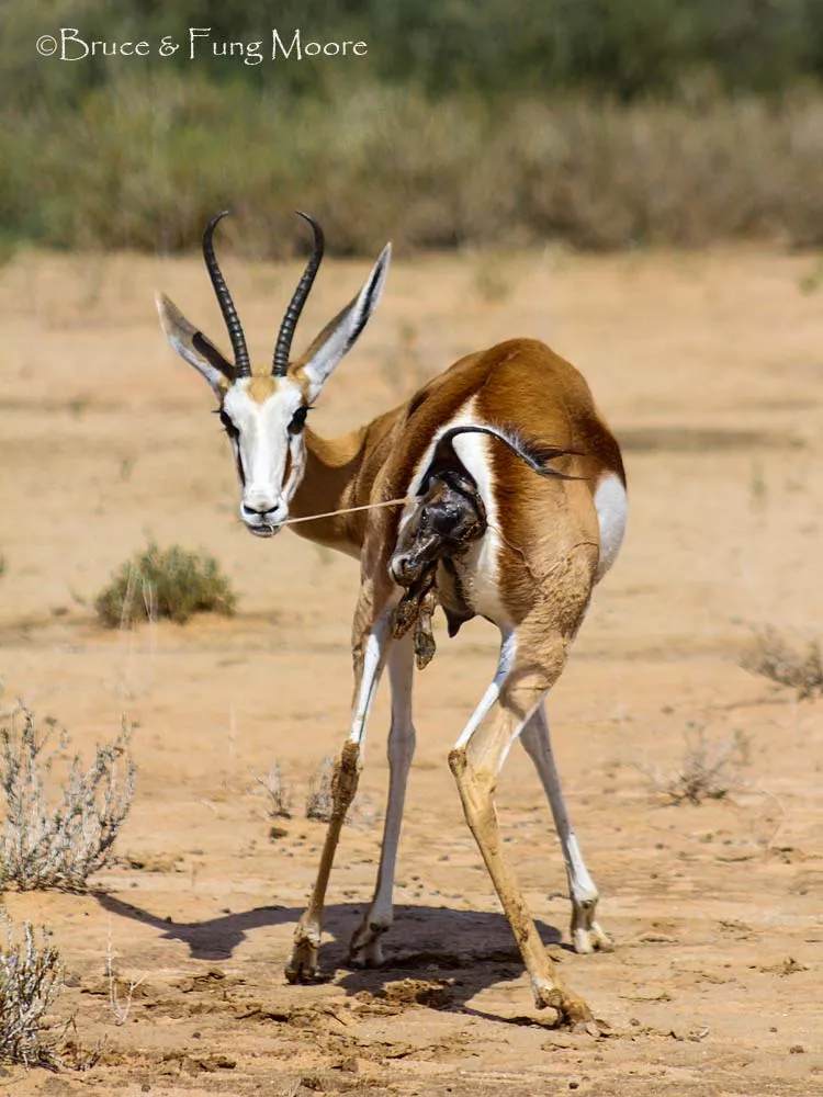 Kgalagadi springbok giving birth