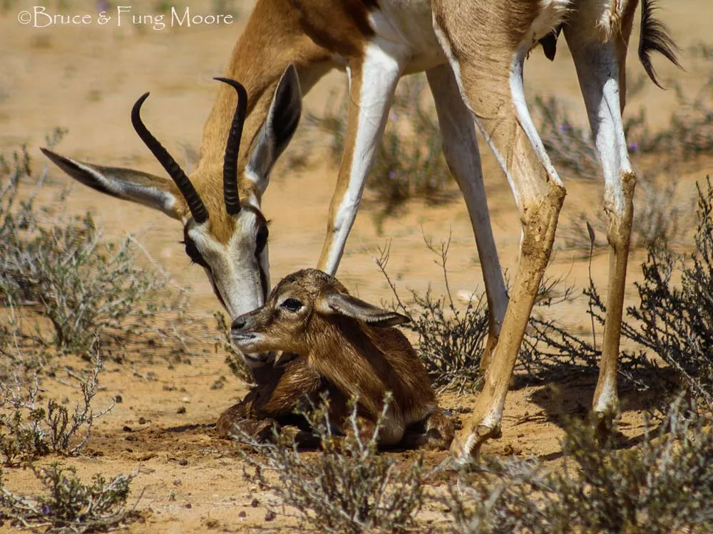 Kgalagadi springbok cleaning its young