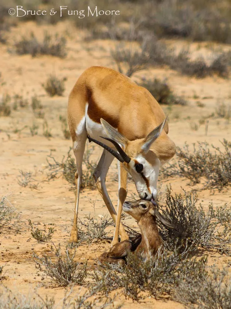 Kgalagadi springbok cleaning its young