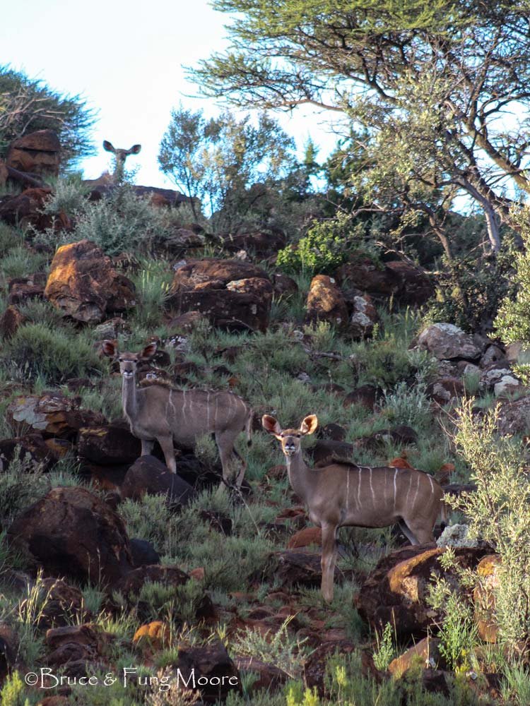 A trio of female Greater kudu