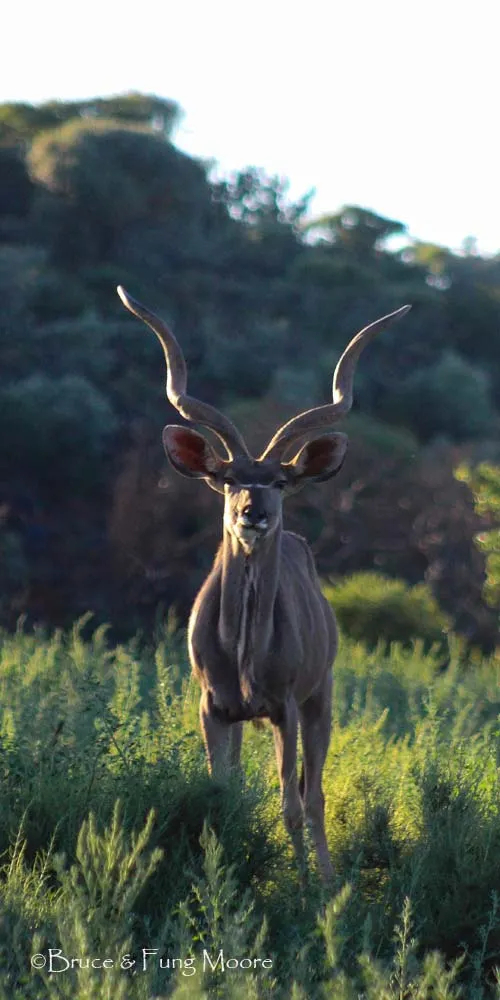 Greater kudu male