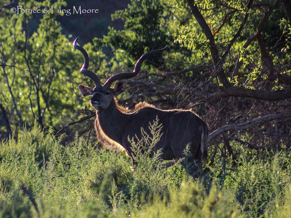 Backlit Greater kudu
