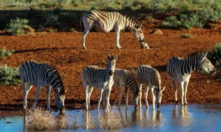 Mokala: The Best National Park in South Africa That You Never Heard Of