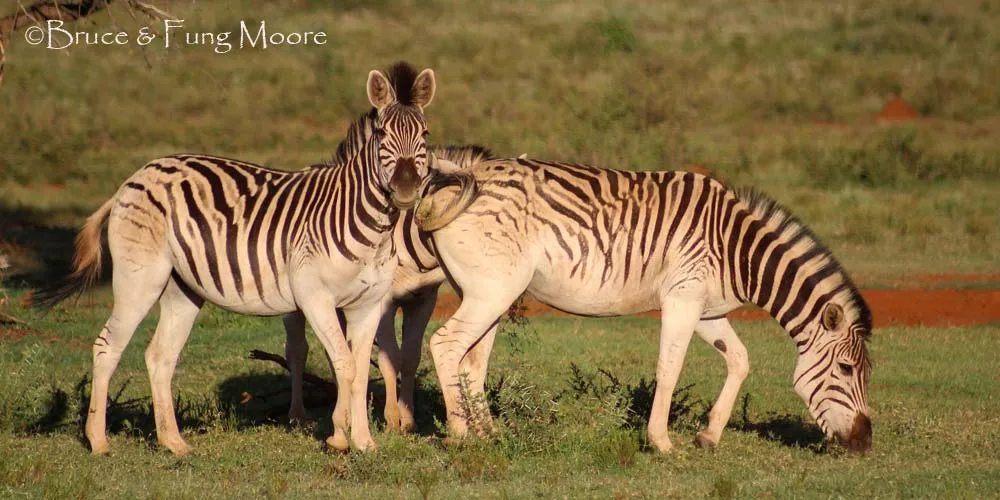 part of a quagga herd