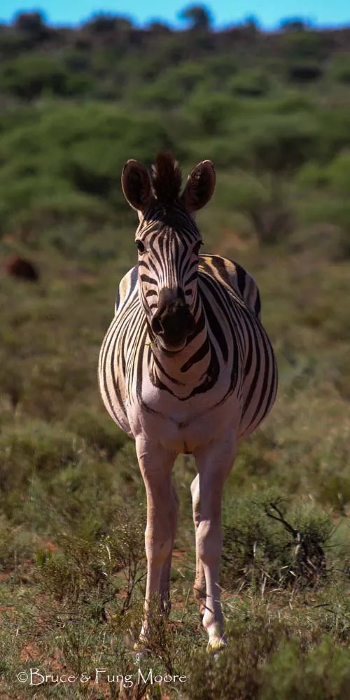 A Mokala quagga