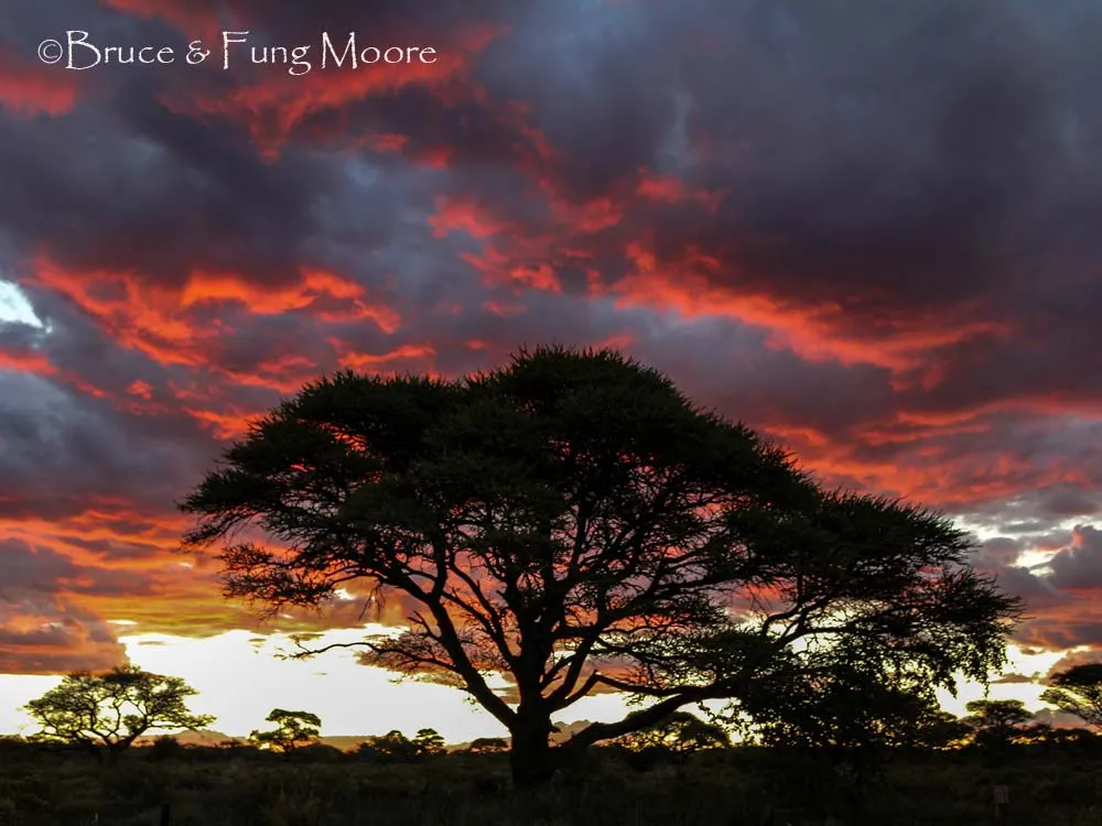 Mokala sunset with camelthorn trees on the plain