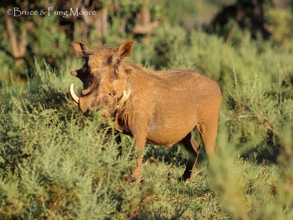 warthog