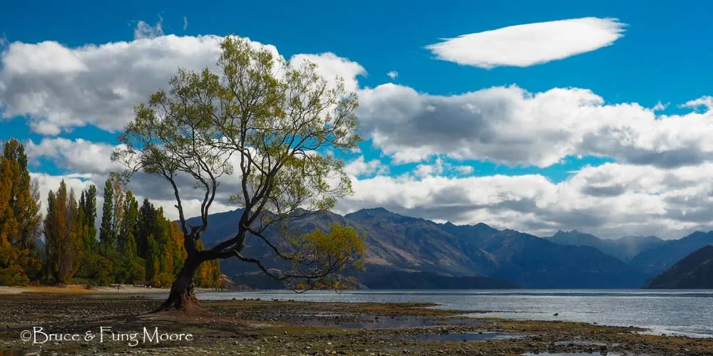wanaka tree, New Zealand