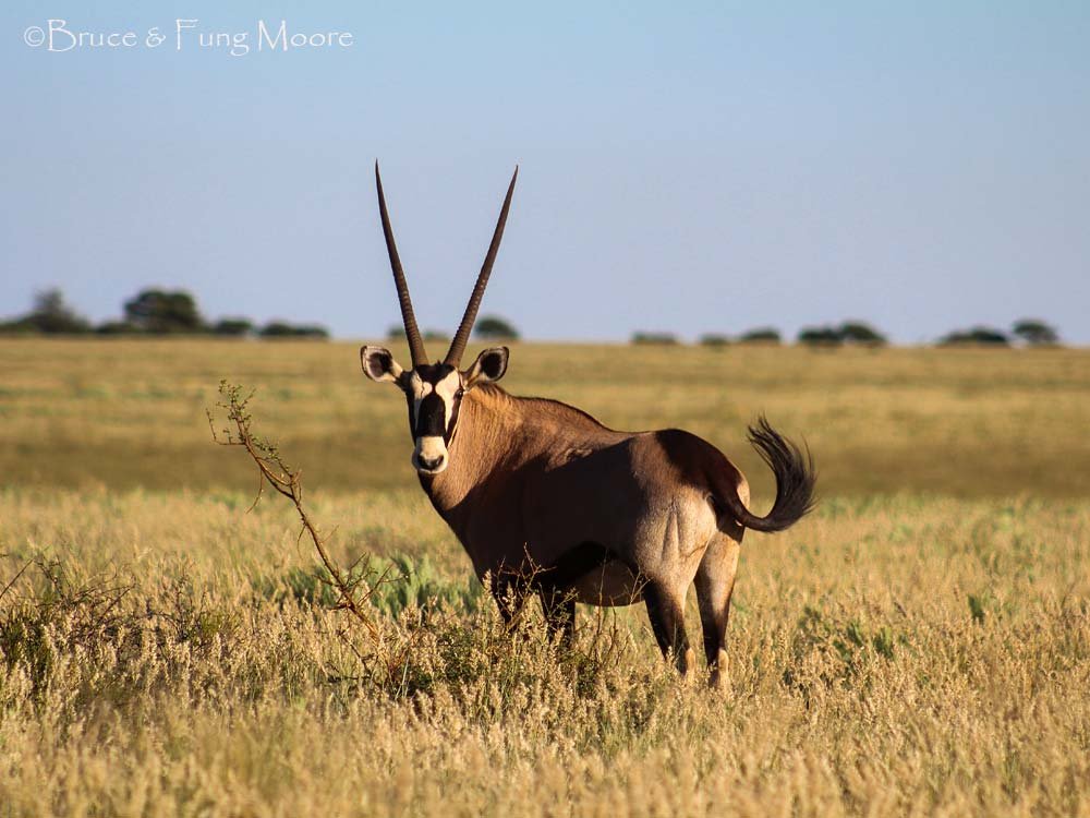gemsbok on the northern plains of Mokala