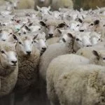 New Zealand: The Middle Part of Our Middle-Earth Road Trip