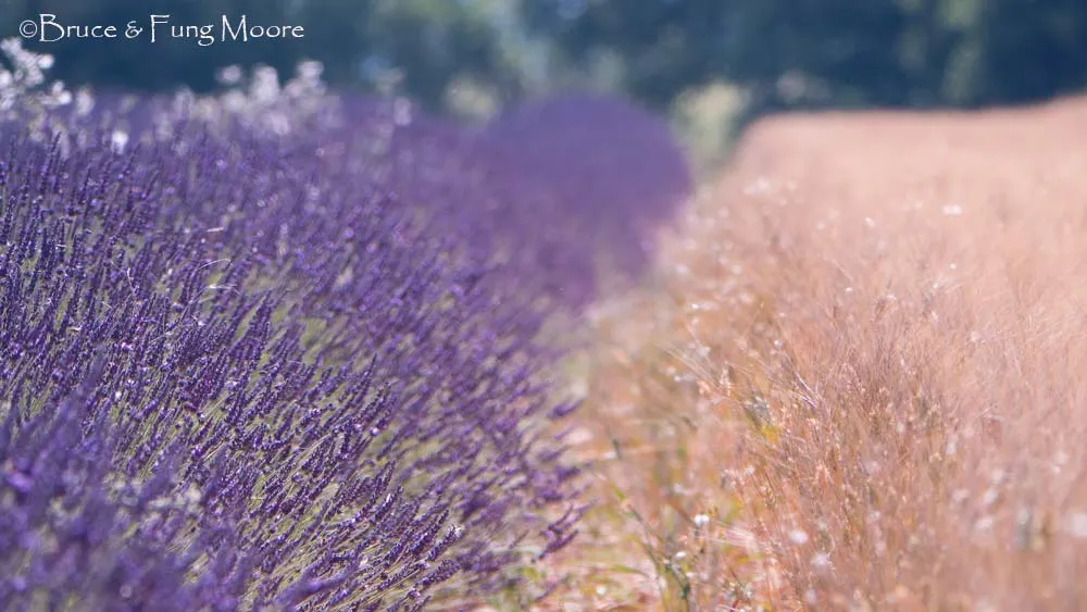 lavender & wheat, Valensole, Provence