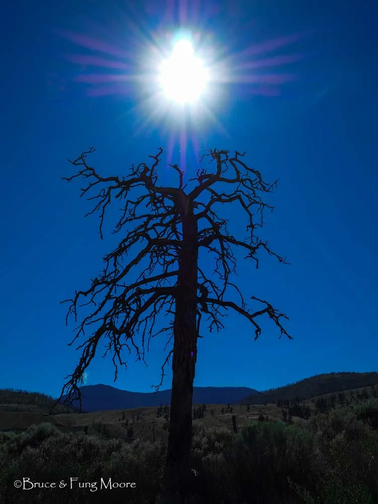 dead tree, Thompson River Gorge, BC