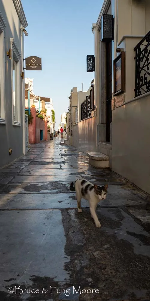Oia Morning Cat