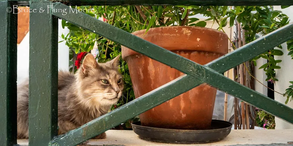 Cats are a Greek village fixture, Oia Santorini