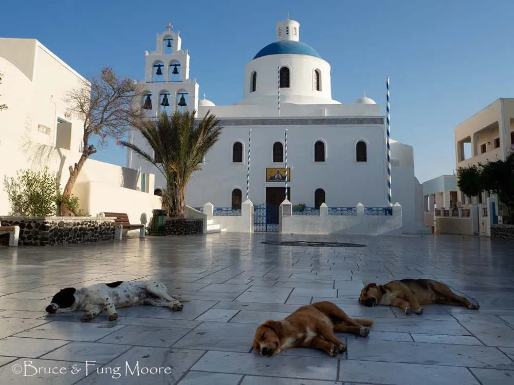 Oia dogs sleeping in front of church