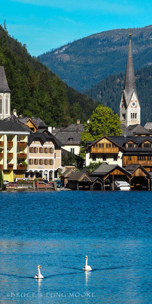 Hallstatt swans, Austria