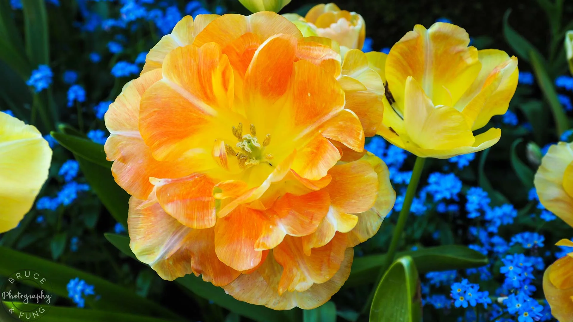 mixed flowers - Butchart Gardens