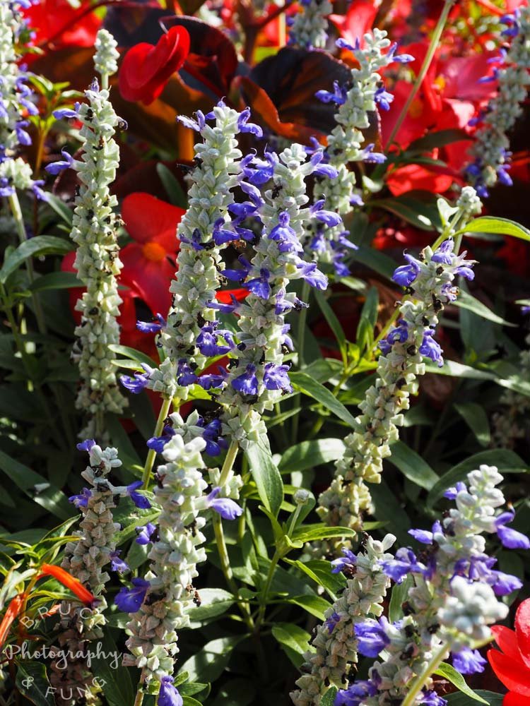mixed flowers - Butchart Gardens