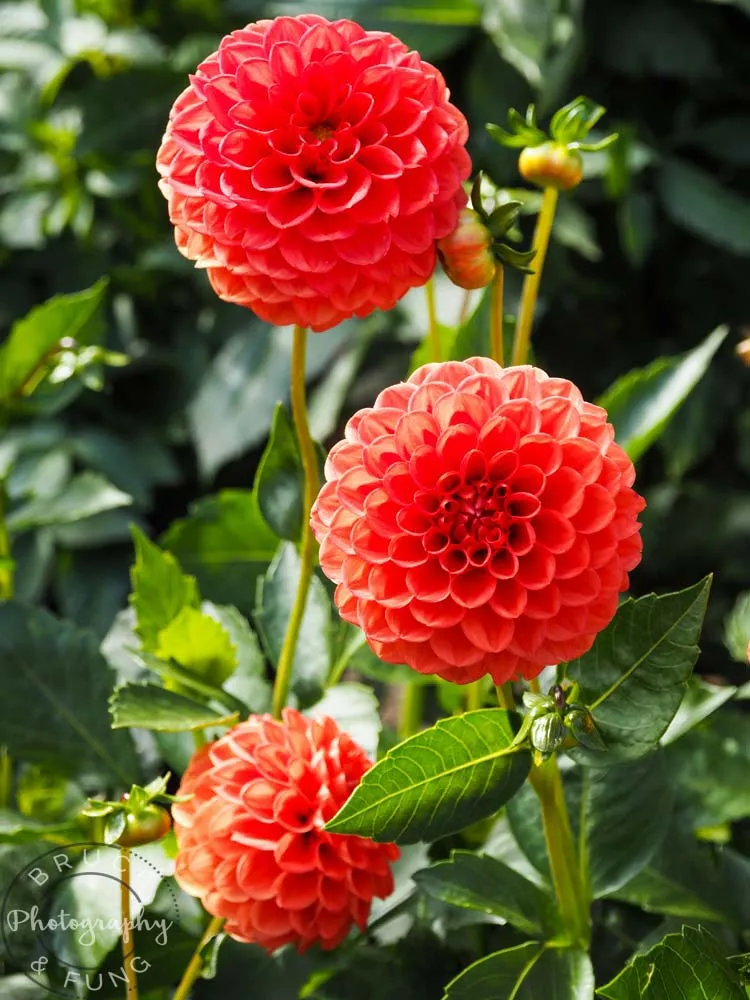 Butchart Gardens
