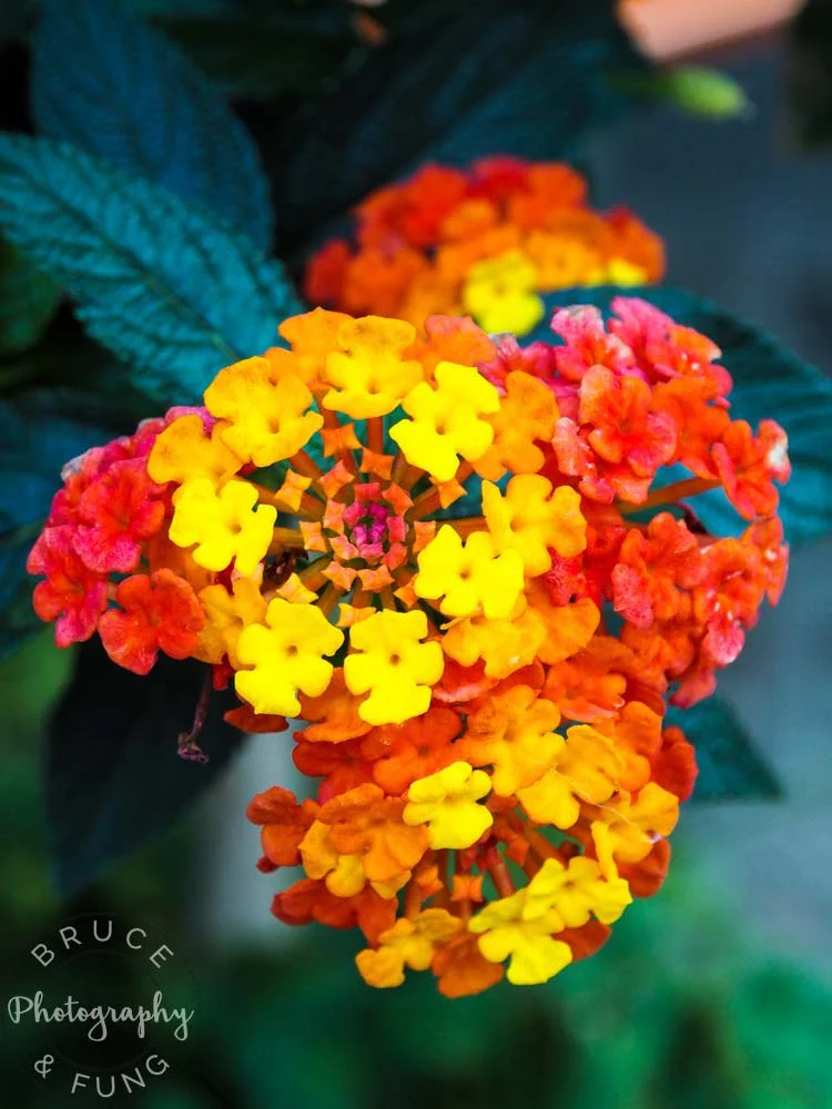 Butchart Gardens