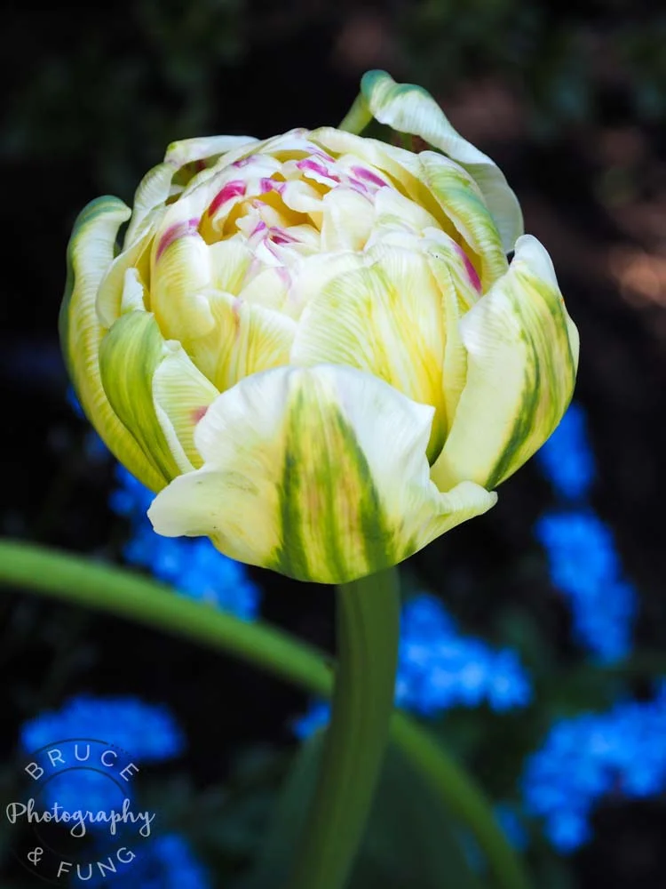 Butchart Gardens