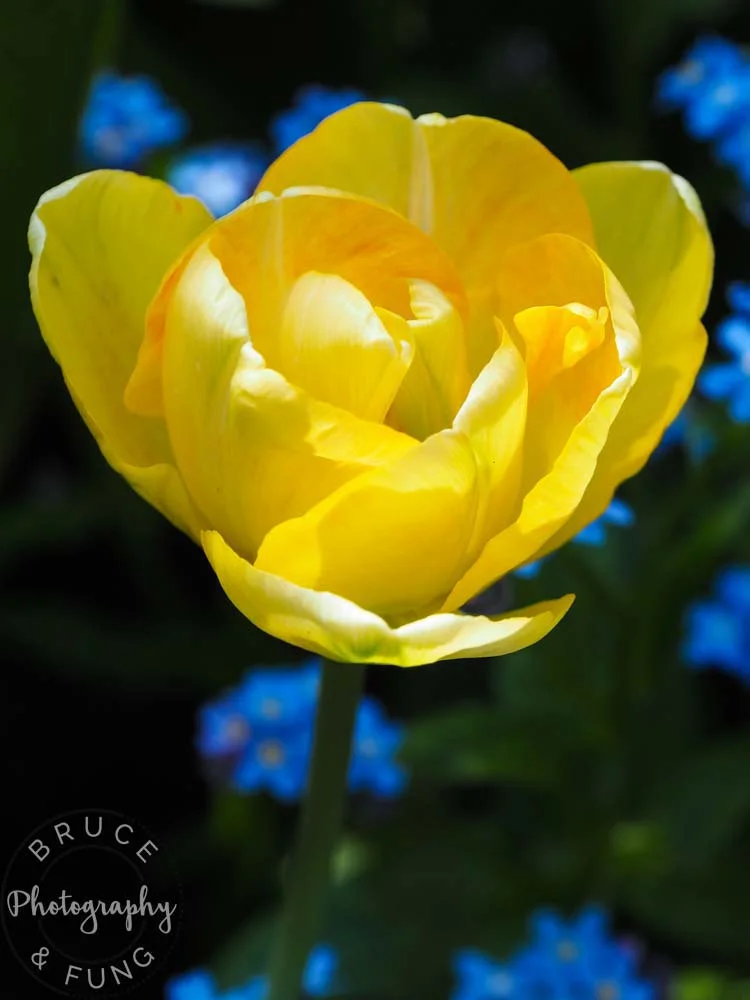 yellow tulip - Butchart Gardens
