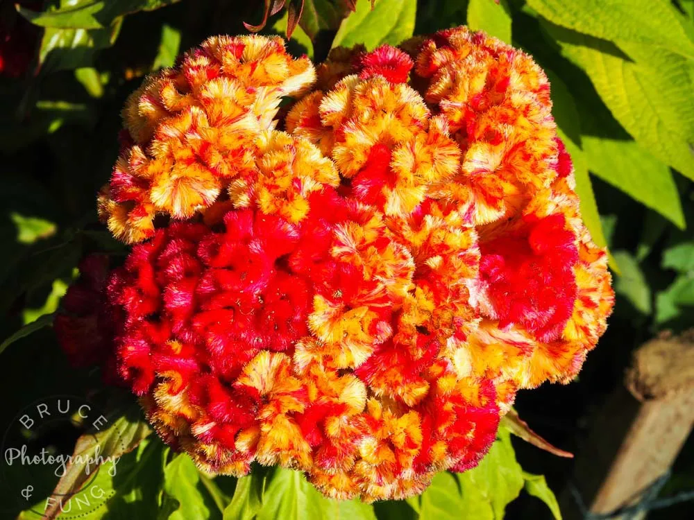 Butchart Gardens