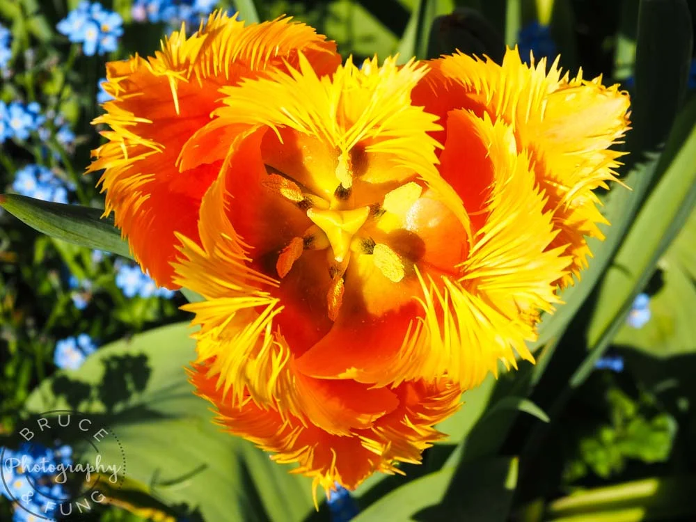 yellow tulip - Butchart Gardens