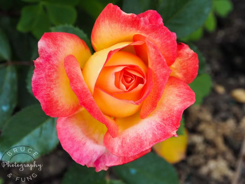 rose - Butchart Gardens