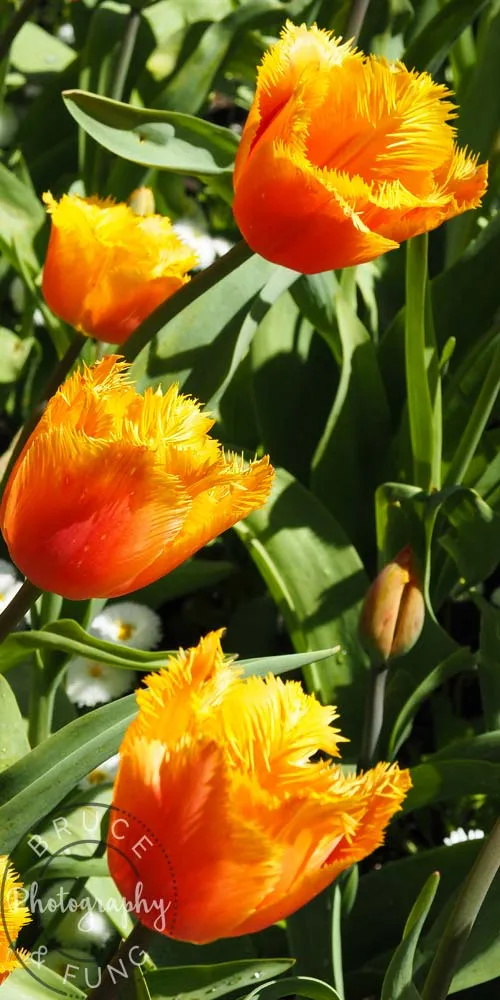 tulips - Butchart Gardens