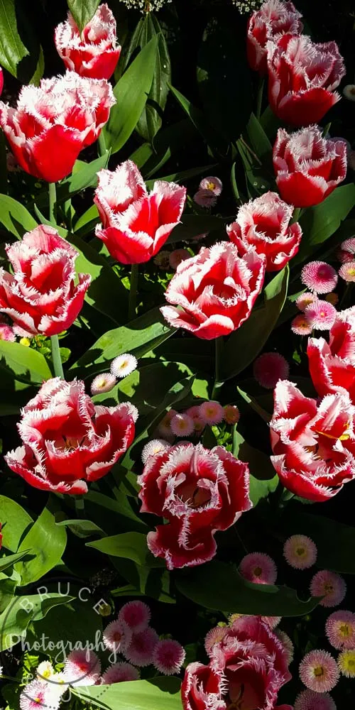 tulips - Butchart Gardens
