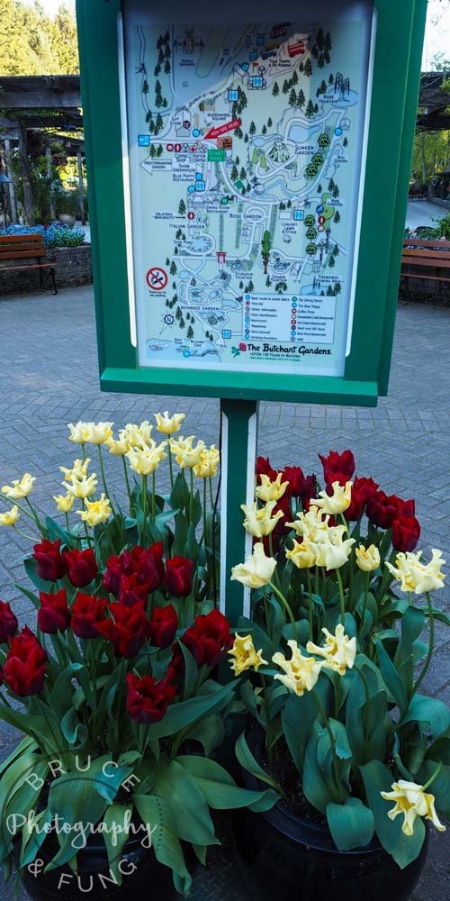 tulips & map - Butchart Gardens