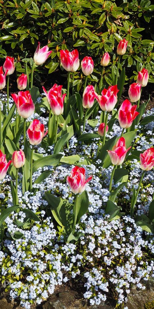 tulips - Butchart Gardens