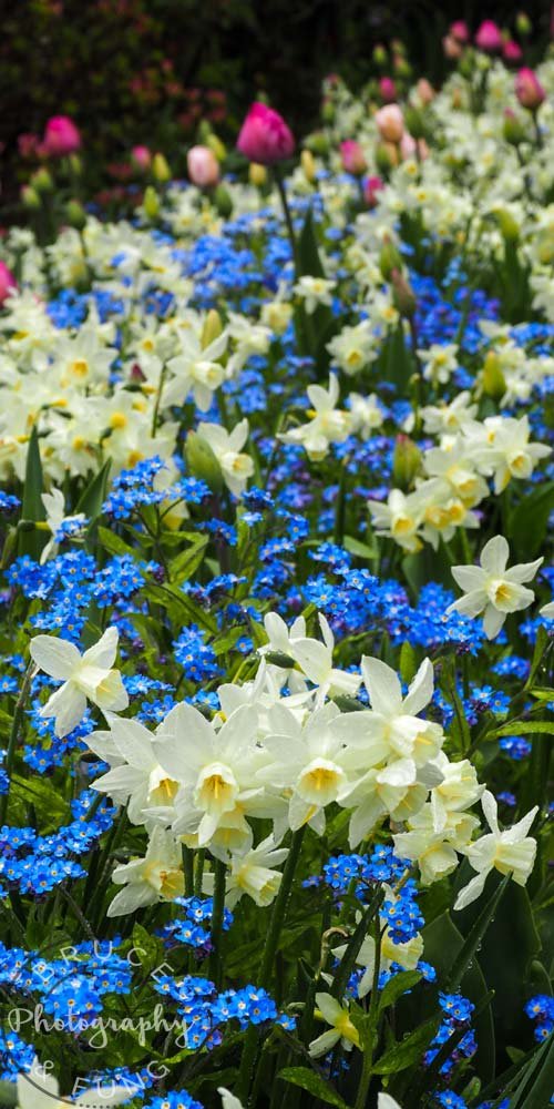 daffodil (Narsis) -daffodil (Narsis)