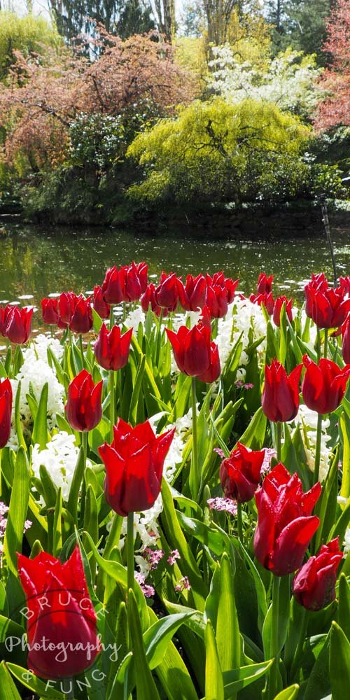 tulips & cherry blossoms - Butchart Gardens