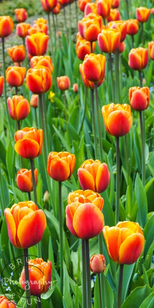 tulips - Butchart Gardens