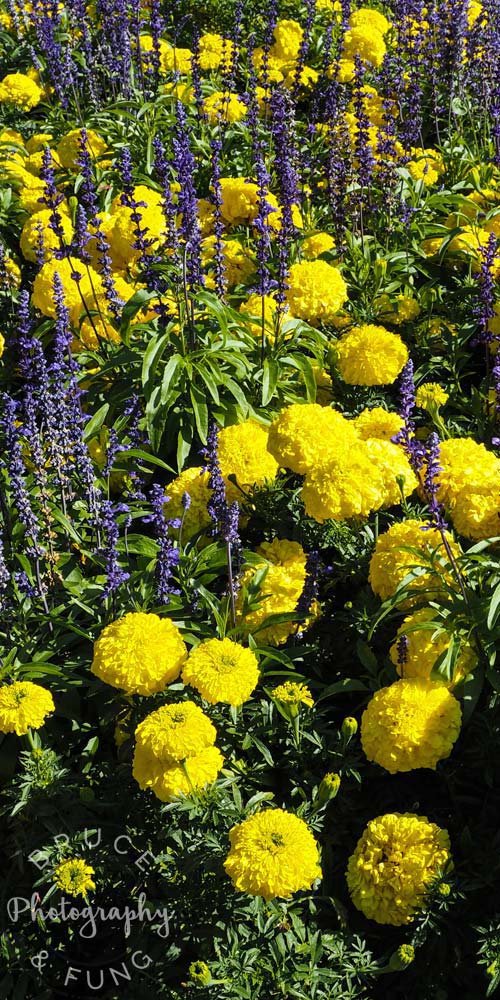 marigolds - Butchart Gardens