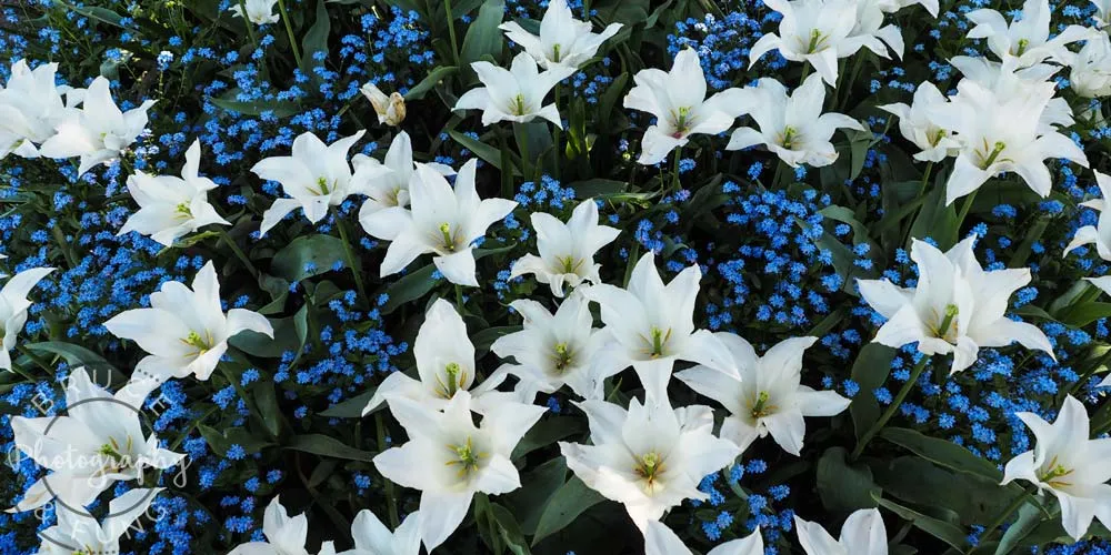 mixed flowers - Butchart Gardens