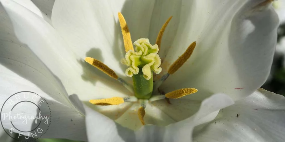 tulip detail - Butchart Gardens