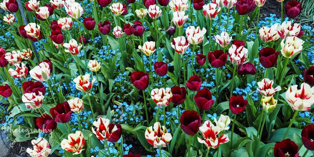 mixed tulips - Butchart Gardens