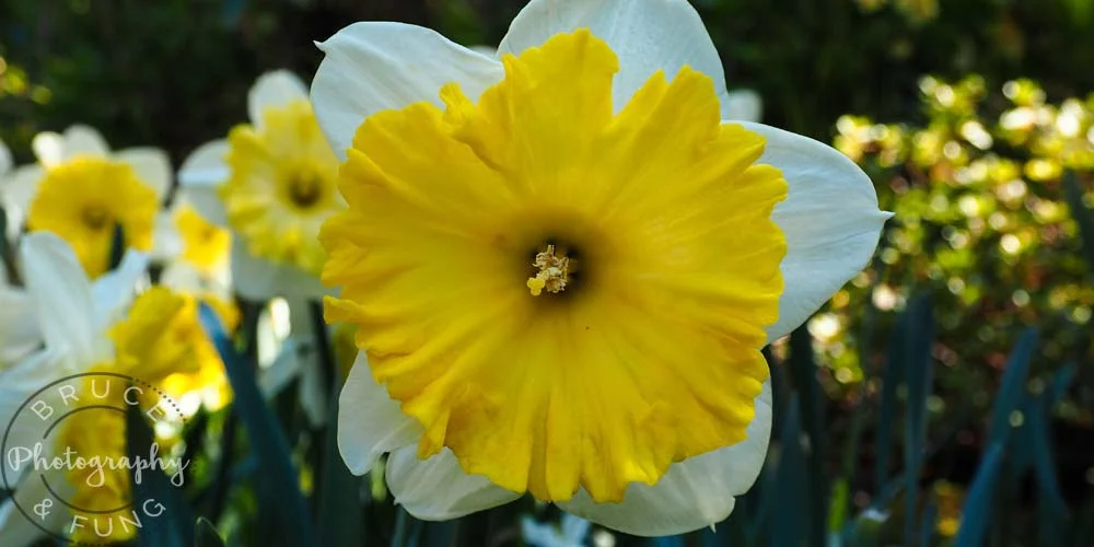 Butchart Gardens