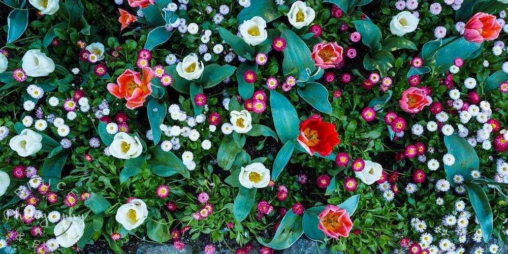 mixed tulips & zinnia - Butchart Gardens