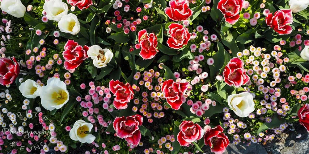 mixed flowers - Butchart Gardens